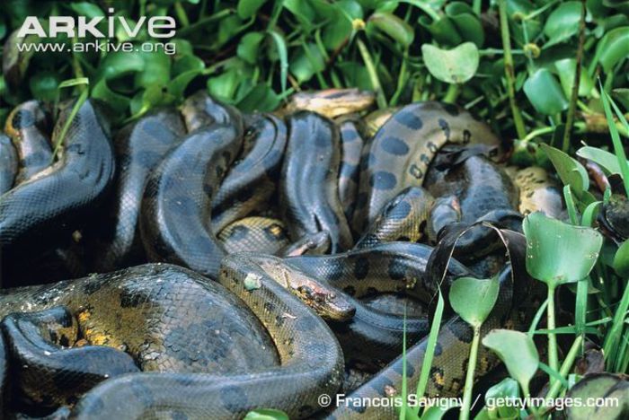 Green-anacondas-in-massive-breeding-ball