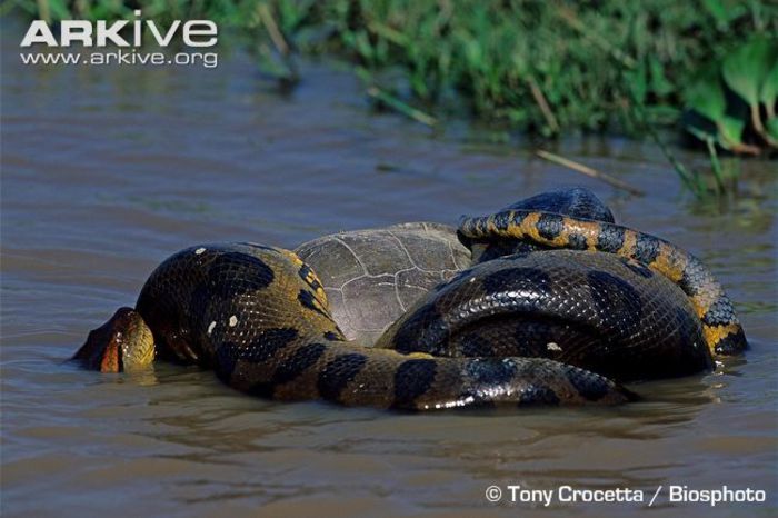 Green-anaconda-suffocating-a-fresh-water-turtle - x04-Cel mai mare sarpe