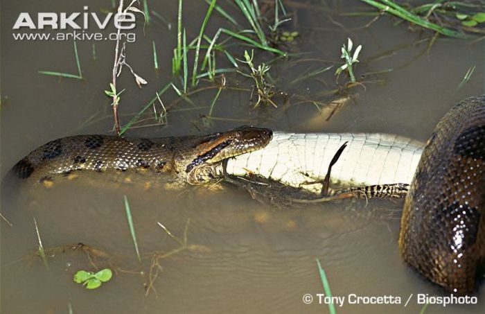 Green-anaconda-swallowing-common-caiman - x04-Cel mai mare sarpe