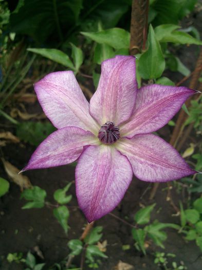 Photo1610 - 2013 clematis