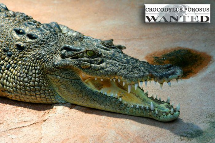 crocodylus-porosus-ok - x05-Cea mai masiva reptila