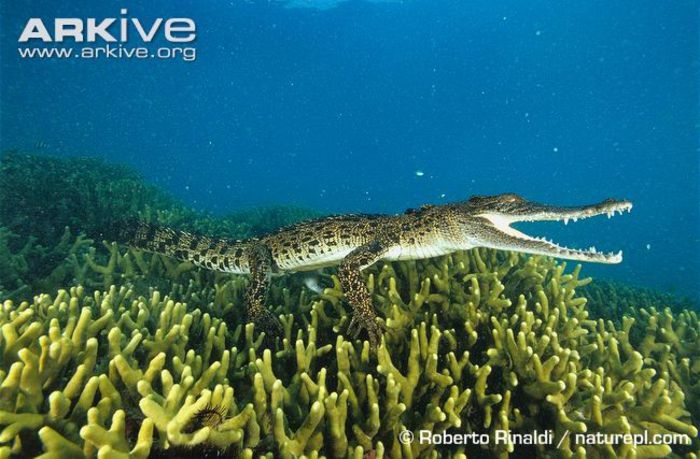 Immature-saltwater-crocodile-swimming-above-coral-reef