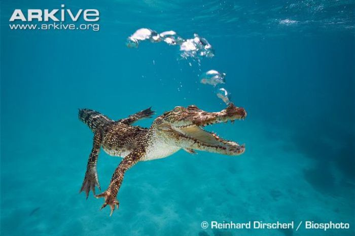 Immature-saltwater-crocodile-swimming-underwater-exhaling