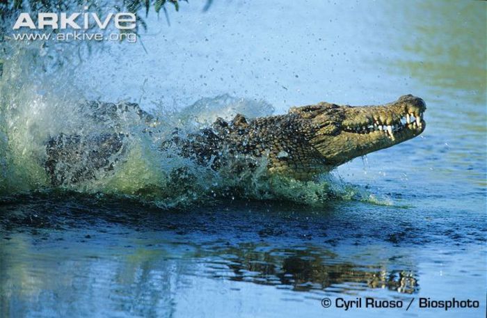 Saltwater-crocodile-emerging-from-water