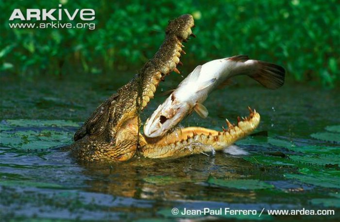 Saltwater-crocodile-feeding-on-barramundi - x05-Cea mai masiva reptila