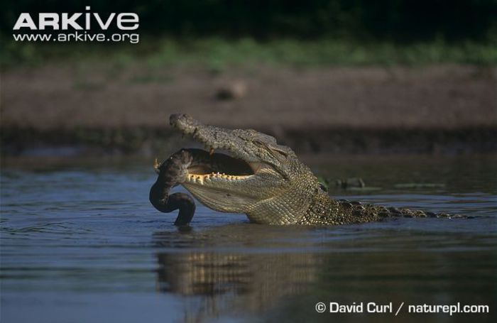 Saltwater-crocodile-feeding-on-file-snake - x05-Cea mai masiva reptila