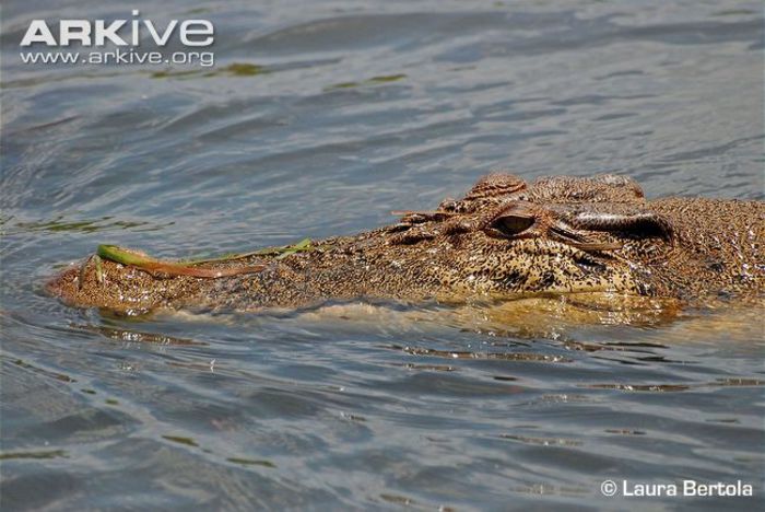 Saltwater-crocodile-head-detail