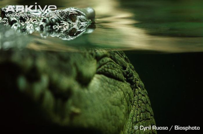 Saltwater-crocodile-head-detail (1)