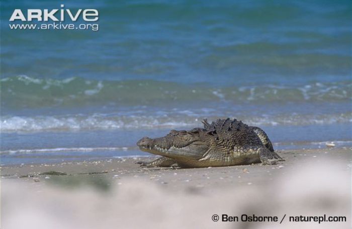 Saltwater-crocodile-on-beach - x05-Cea mai masiva reptila