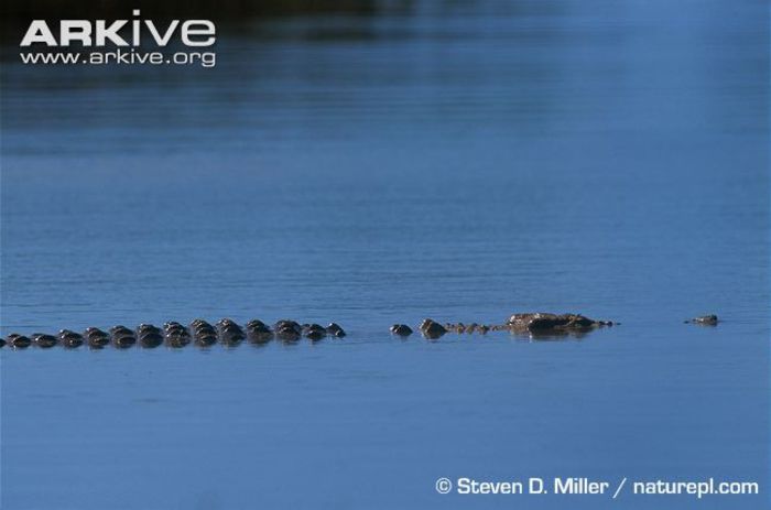 Saltwater-crocodile-swimming-at-surface-of-water