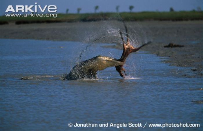 Saltwater-crocodile-thrashing-kangaroo-prey - x05-Cea mai masiva reptila