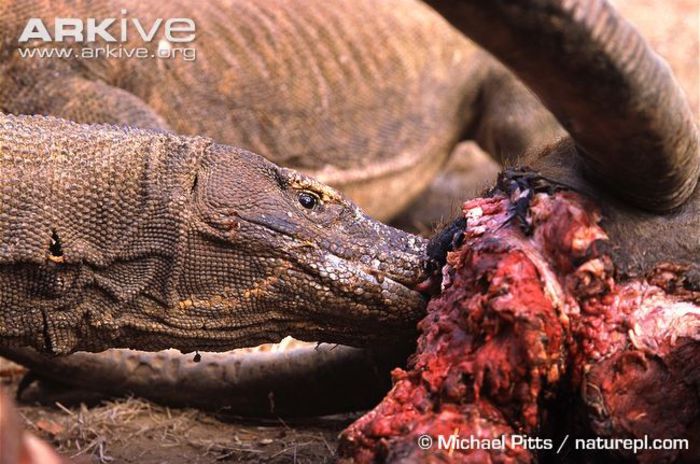 Komodo-dragon-at-carcass - x06-Cea mai mare soparla