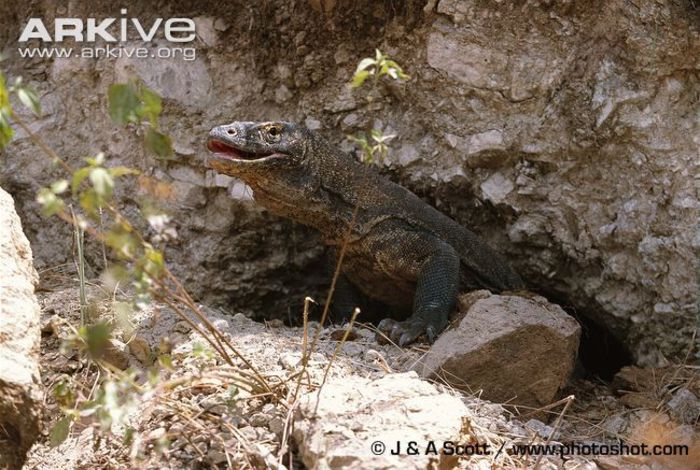 Komodo-dragon-emerging-from-crevice