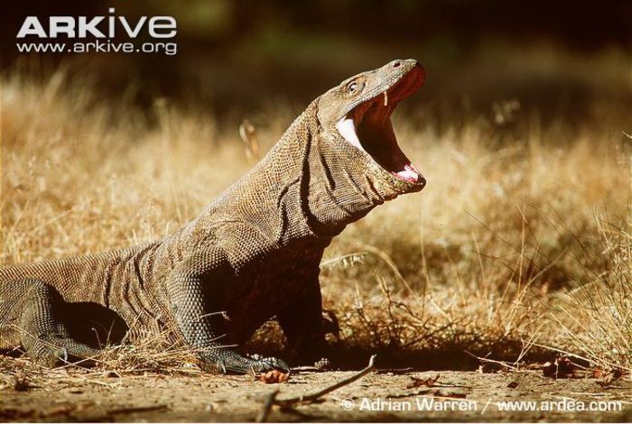 Komodo-dragon-gaping