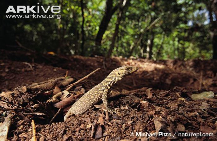 Komodo-dragon-hatchling-emerging-from-nest-pit