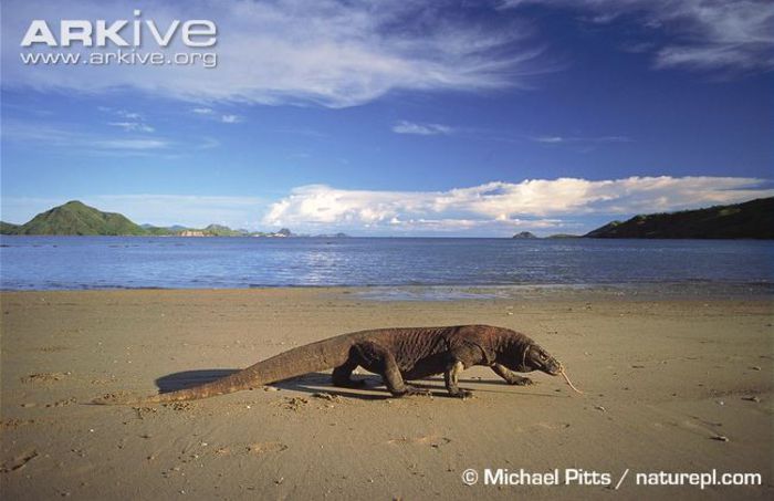 Komodo-dragon-on-beach - x06-Cea mai mare soparla