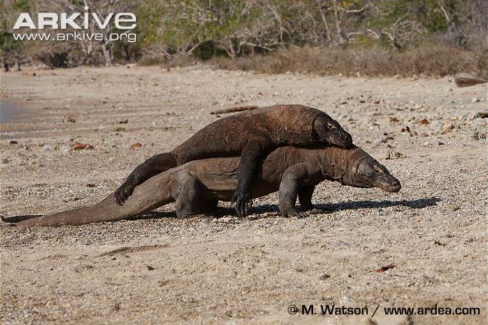 Komodo-dragon-pair-showing-aggression - x06-Cea mai mare soparla