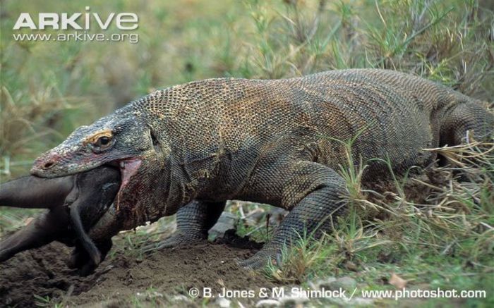 Komodo-dragon-swallowing-wild-boar - x06-Cea mai mare soparla