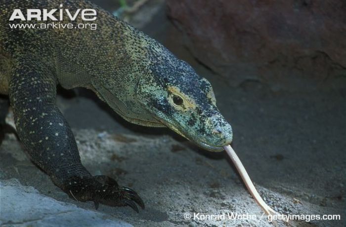 Komodo-dragon-with-tongue-out