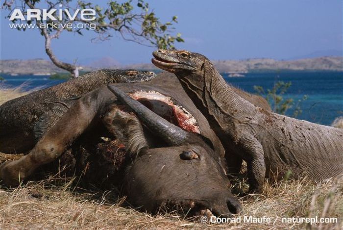 Pair-of-Komodo-dragons-feeding-on-buffalo-carcass - x06-Cea mai mare soparla