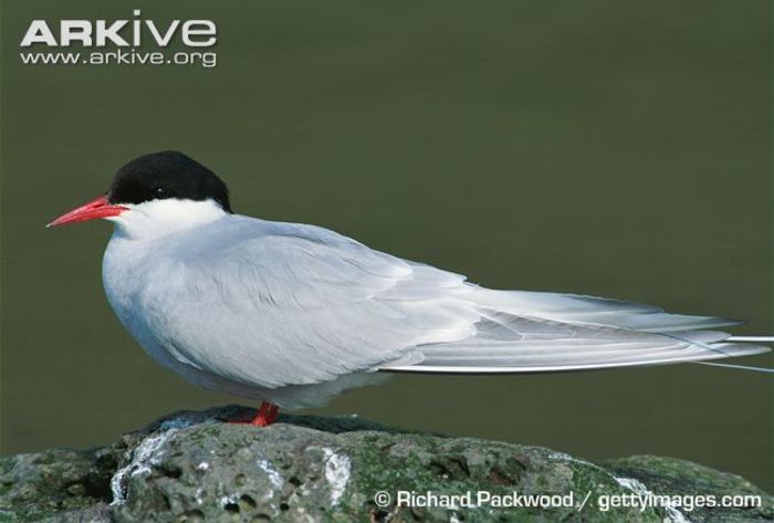 Arctic-tern-adult - x07-Cea mai lunga migratie