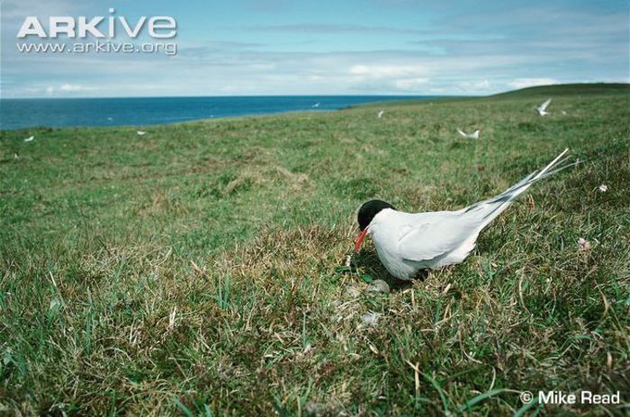 Arctic-tern-adult-about-to-brood-eggs - x07-Cea mai lunga migratie