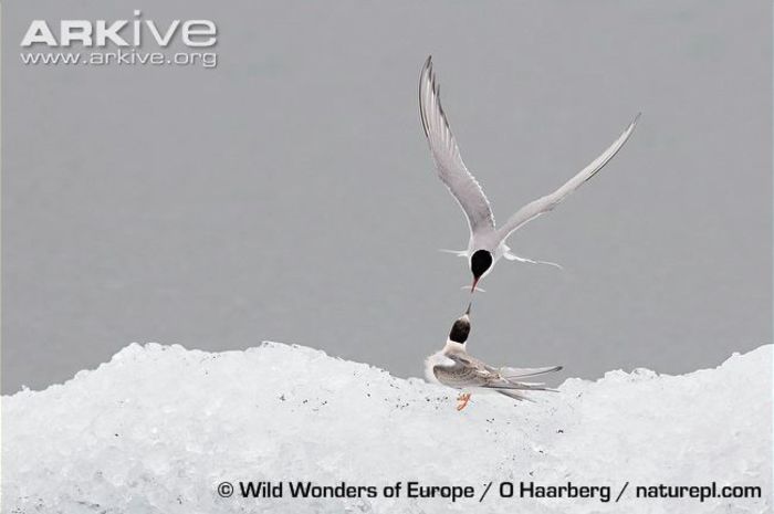 Arctic-tern-adult-feeding-young - x07-Cea mai lunga migratie