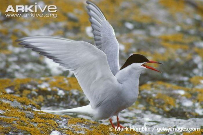 Arctic-tern-calling - x07-Cea mai lunga migratie