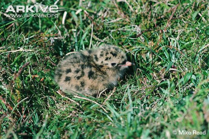 Arctic-tern-chick - x07-Cea mai lunga migratie