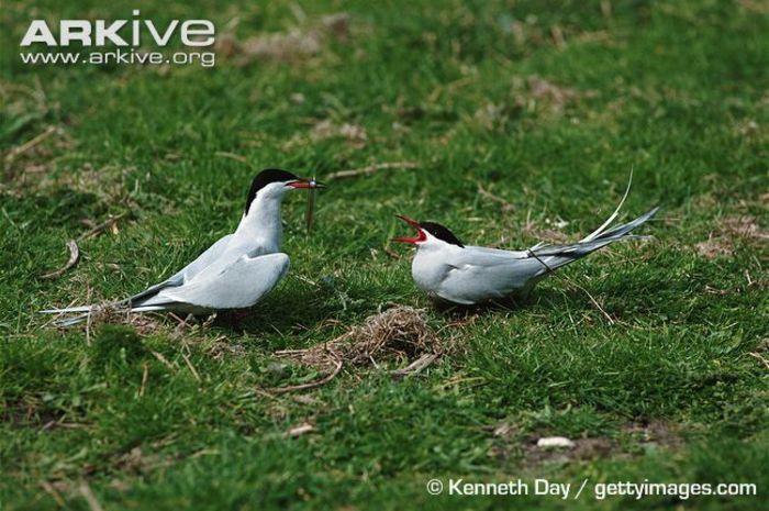 Arctic-tern-courtship-behaviour