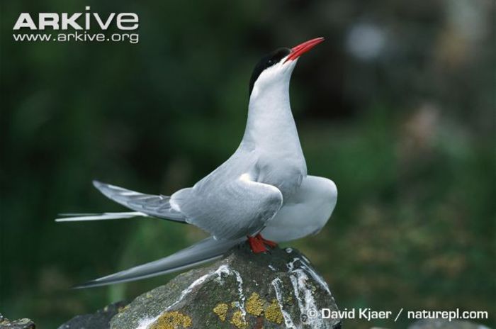 Arctic-tern-displaying - x07-Cea mai lunga migratie