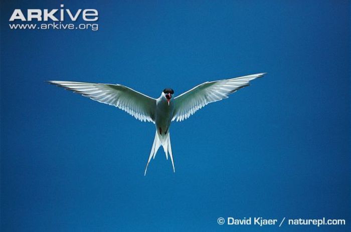 Arctic-tern-in-flight