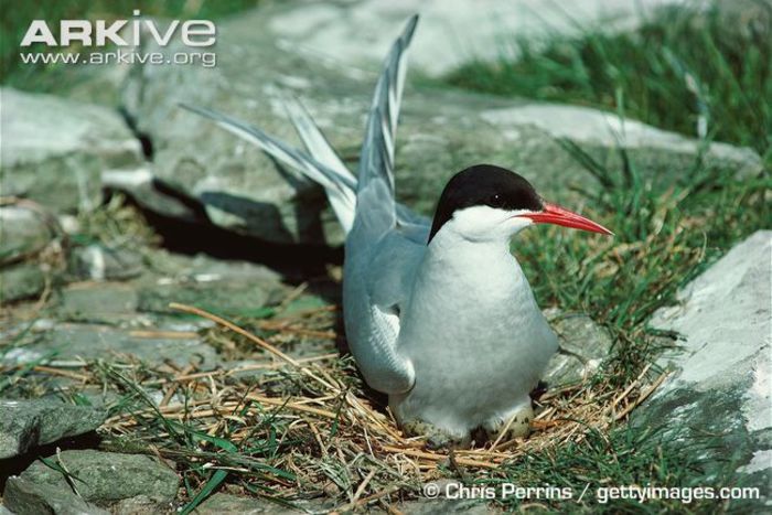 Arctic-tern-on-nest