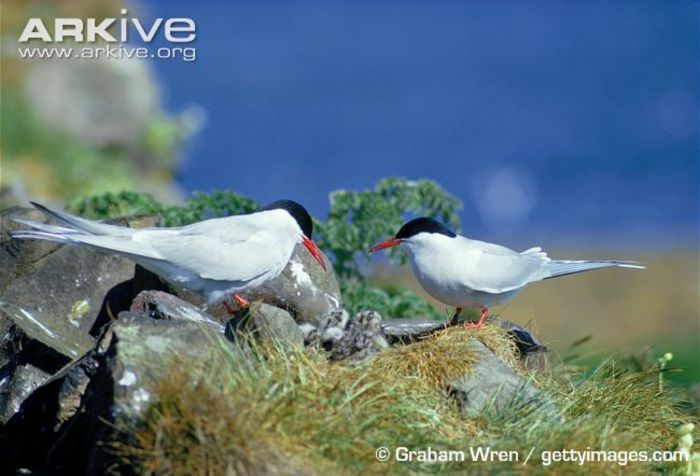 Arctic-tern-pair-at-nest-with-chicks - x07-Cea mai lunga migratie