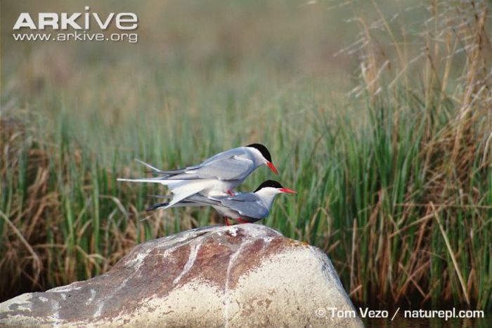 Arctic-terns-mating