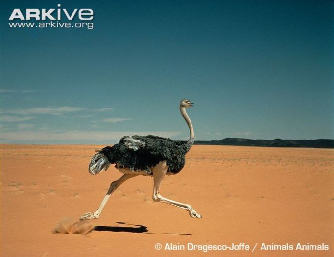 Female-ostrich-ssp-camelus-running-across-desert - x09-Cea mai mare pasare