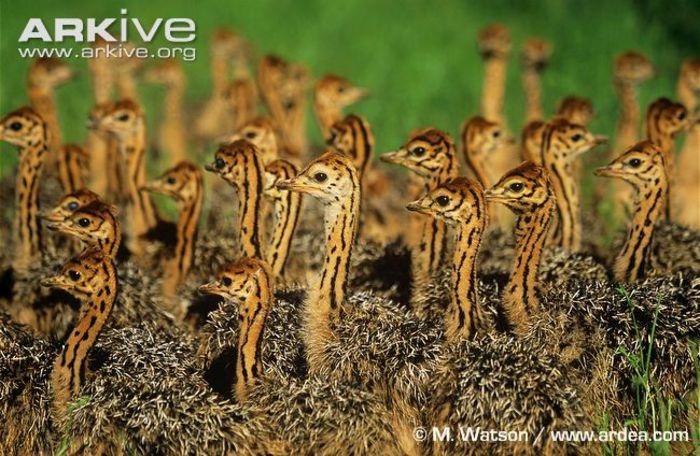 Group-of-ostrich-chicks
