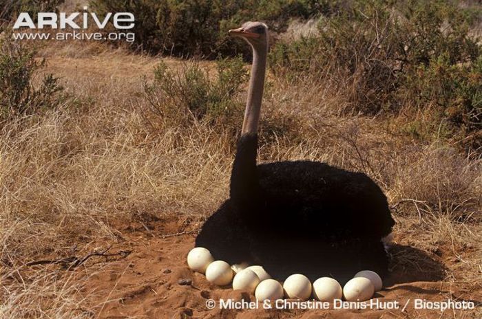 Male-ostrich-on-nest-with-eggs - x09-Cea mai mare pasare