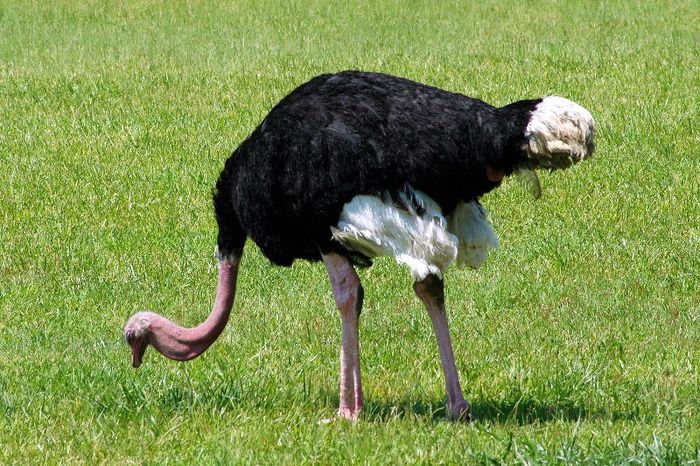 Struthio_camelus_-Cape_May_Zoo,_New_Jersey,_USA-8a - x09-Cea mai mare pasare