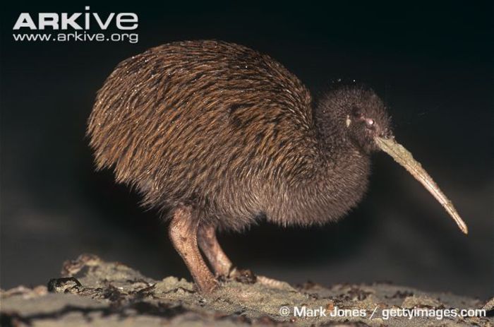 Female-tokoeka-on-beach-at-night-