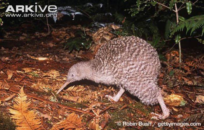 Great-spotted-kiwi-foraging - x10-Pasarile care depun cele mai mari oua