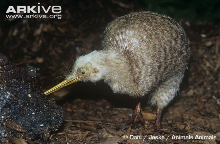 Little-spotted-kiwi-portrait - x10-Pasarile care depun cele mai mari oua