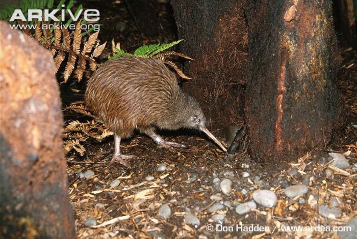 North-Island-brown-kiwi-foraging - x10-Pasarile care depun cele mai mari oua