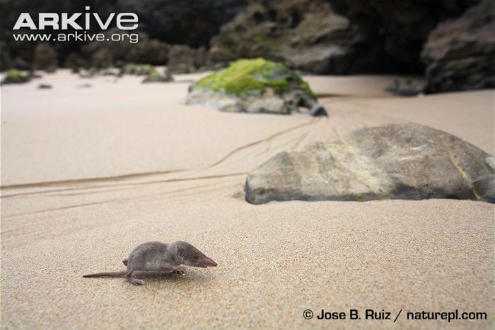 Juvenile-Savis-pygmy-shrew-on-a-beach - x11-Cel mai mic mamifer