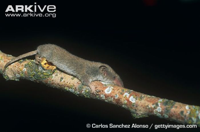 Savis-pygmy-shrew-crawling-along-branch