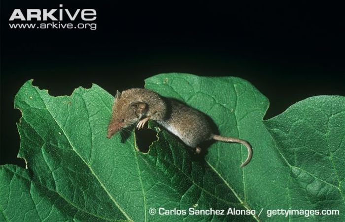 Savis-pygmy-shrew-on-vegetation - x11-Cel mai mic mamifer