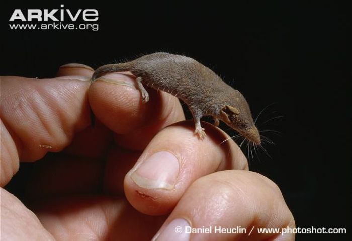 Savis-pygmy-shrew-size-comparison-with-human-hand