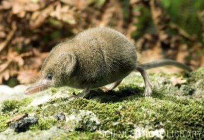 Z9040065-Pygmy_shrew-SPL