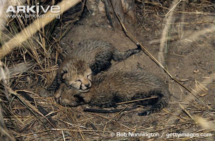 5-day-old-cheetah-cubs - x12-Cel mai rapid mamifer