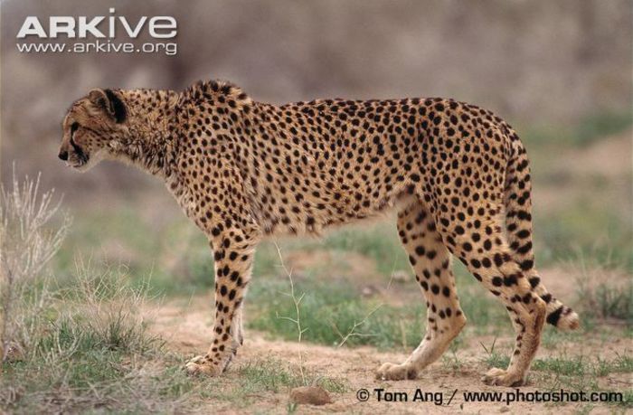 Asiatic-cheetah-Acinonyx-jubatus-venaticus - x12-Cel mai rapid mamifer